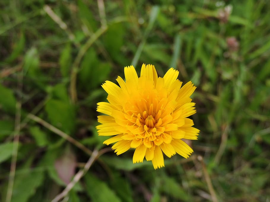 Hawkweed, Blossom, Bloom, Yellow, Meadow, nature, flower, plant HD wallpaper