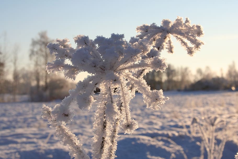 winter, snow, plant, cold temperature, frozen, nature, focus on foreground HD wallpaper
