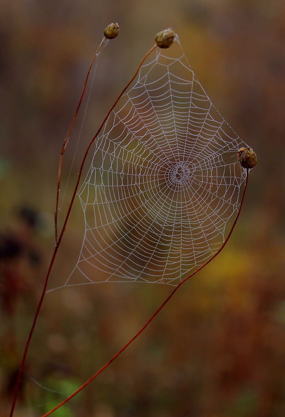 spider web, wet, hooked, place, dew, drops, nature, fragility HD wallpaper