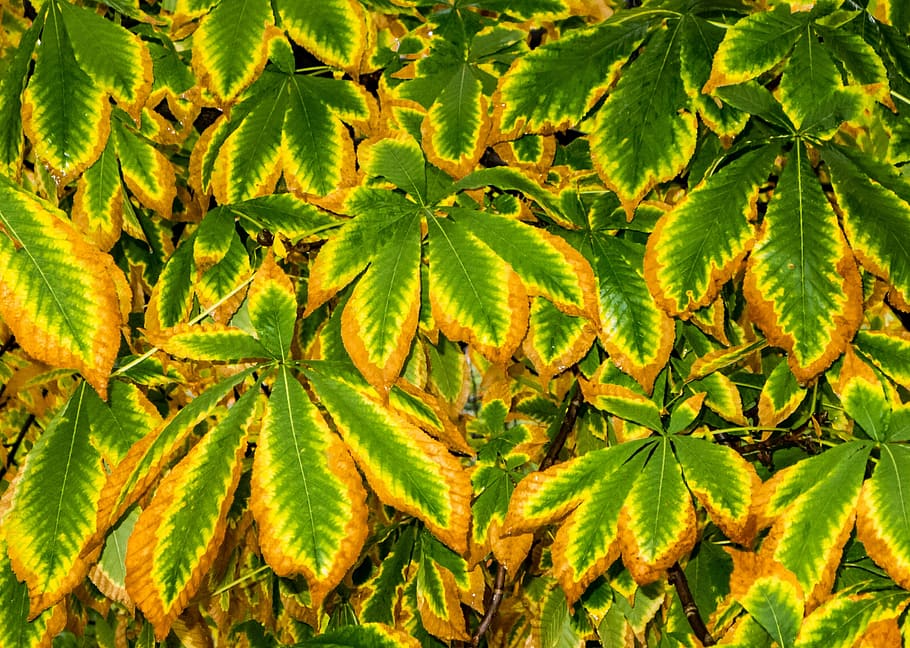 green and brown leaves, tree, autumn, nature, autumn leaves HD wallpaper