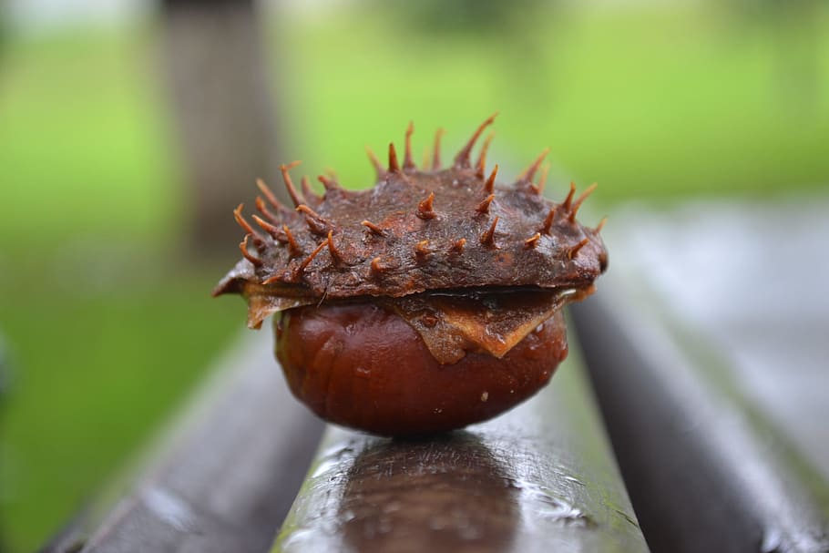 close up photo of brown nut, chestnut, macro, autumn, nature HD wallpaper