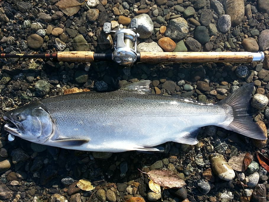 salmon, coho, fish, wild, fresh, fishing, fin, scales, animal HD wallpaper
