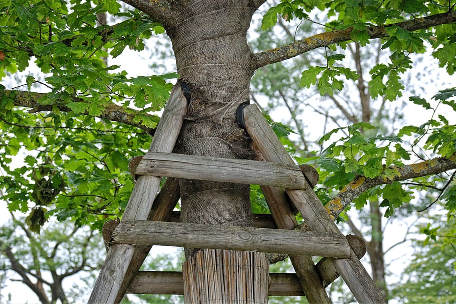 support, tree support, containing, nature, growth, garden, wood support HD wallpaper