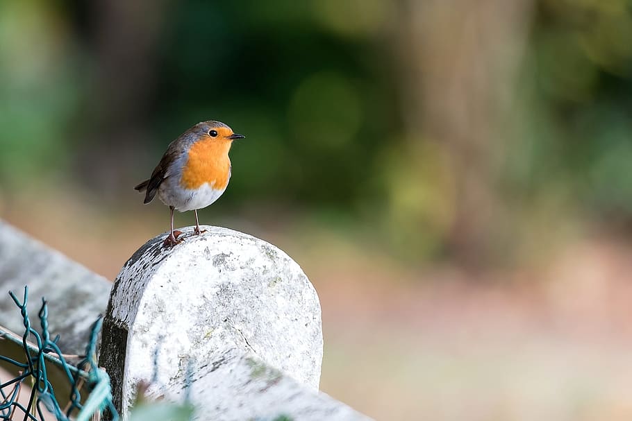 orange bellied short-beaked bird on top of rock, robin, red, songbird, HD wallpaper