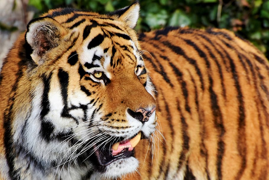 adult Bengal tiger during daytime, cat, predator, wildcat, big cat HD wallpaper