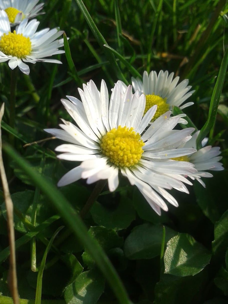 daisy, dandelion, white, macro, flower, spring, medical, flowering plant HD wallpaper