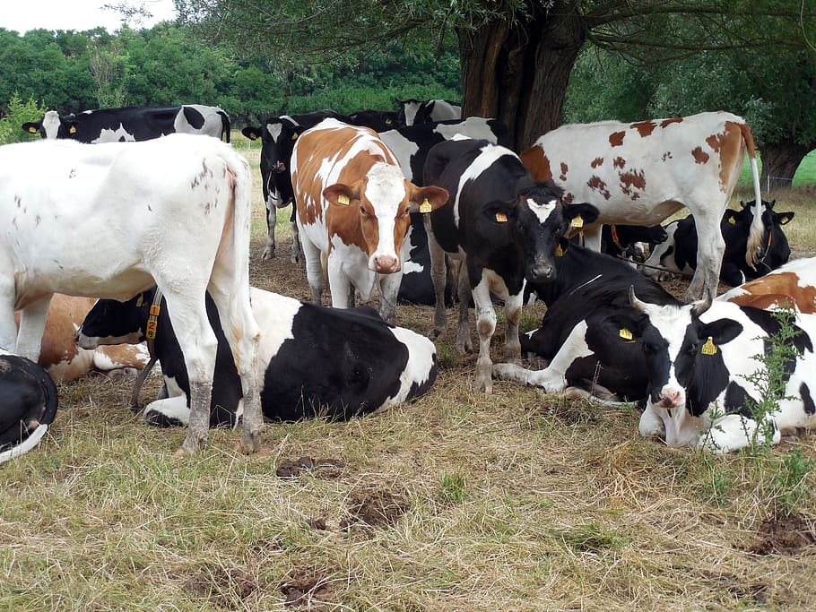 cows, cattle, cops, pasture, agriculture, spotted, livestock HD wallpaper