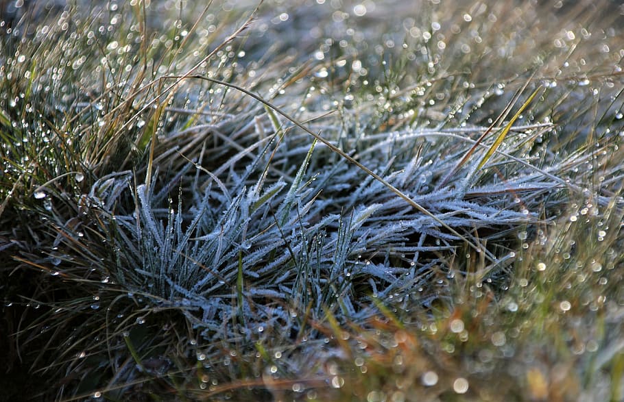 hoarfrost, grass, nature, drip, plant, no people, selective focus HD wallpaper