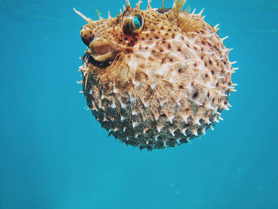 brown puffer fish in water, sea, urchin, blue, underwater, one animal, HD wallpaper