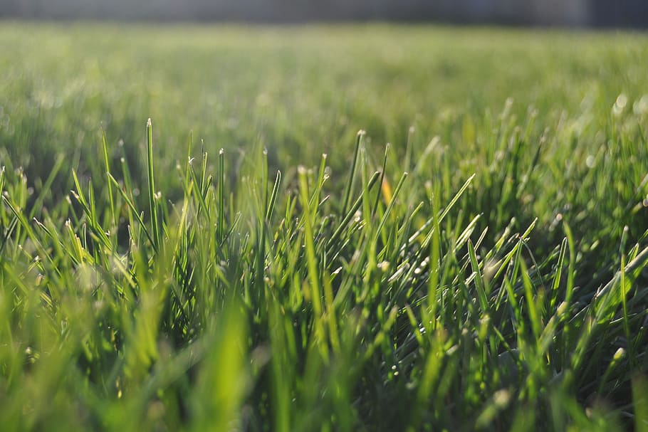 grass, lawn, summer, green, nature, landscape, outdoor, turf HD wallpaper