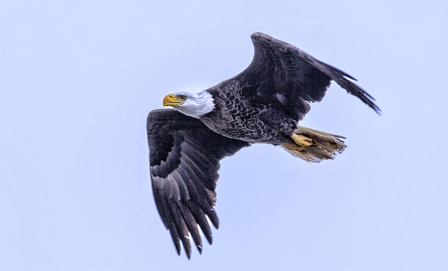 flying bald eagle, white and black eagle, bird, wings, blue, animal HD wallpaper
