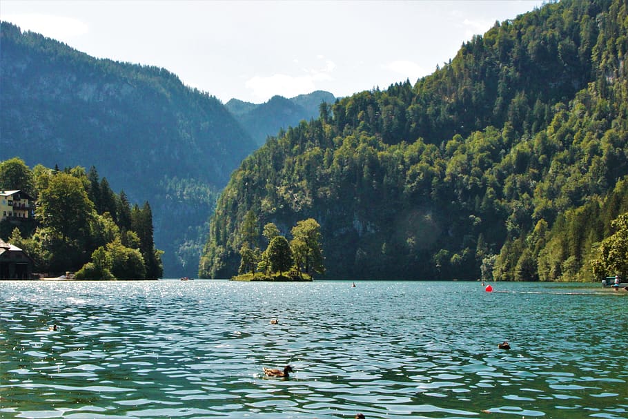 königssee, berchtesgaden, water, tree, beauty in nature, plant HD wallpaper