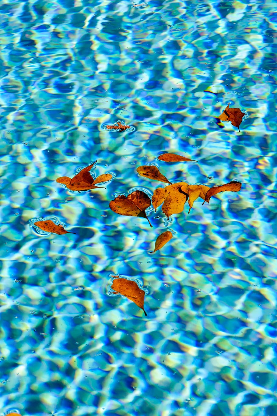 dried leaves on body of water, Pool, Sparkle, pool water, blue HD wallpaper