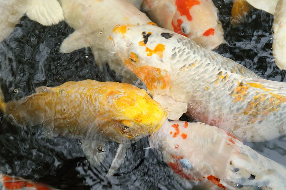 koi, china wind, water, animal, vertebrate, fish, food, carp HD wallpaper