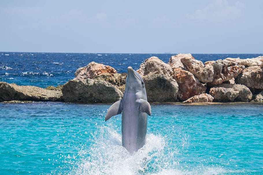 dolphin beside rock formation, aquarium, jumping, fish, animal, HD wallpaper