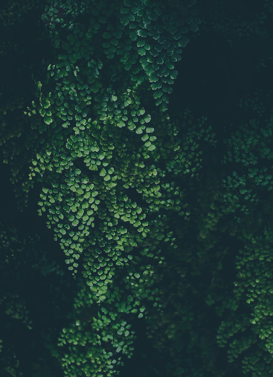 green leaf plant, selective focus of green leafed plant, foliage HD wallpaper