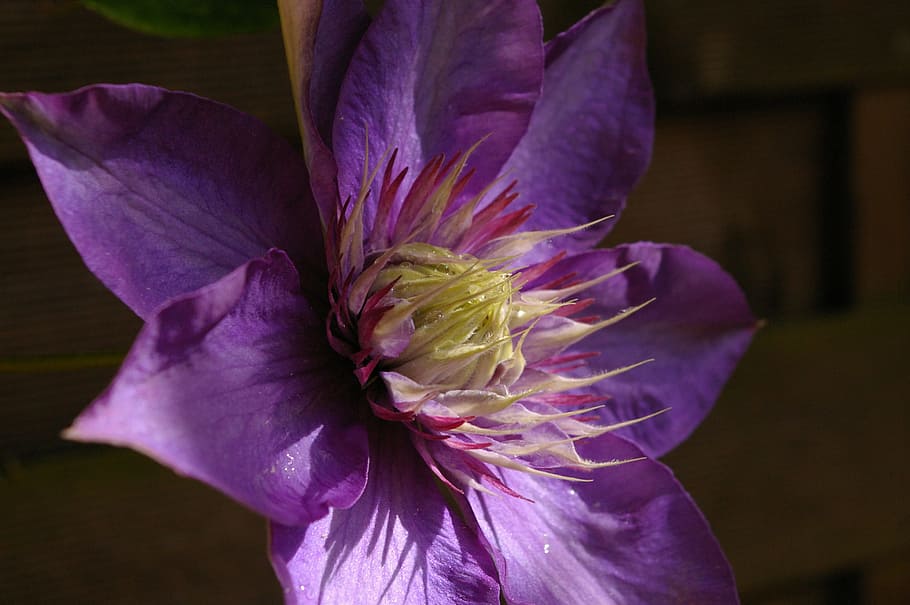 clematis, climber, blossom, bloom, purple, flower, nature, plant HD wallpaper