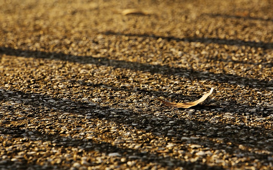 light, shadow, sunset, defoliation, lonely, leaf, autumn, sunshine HD wallpaper