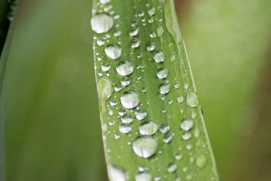 raindrop, macro, green, leaf, dew, water, wet, droplet, nature HD wallpaper