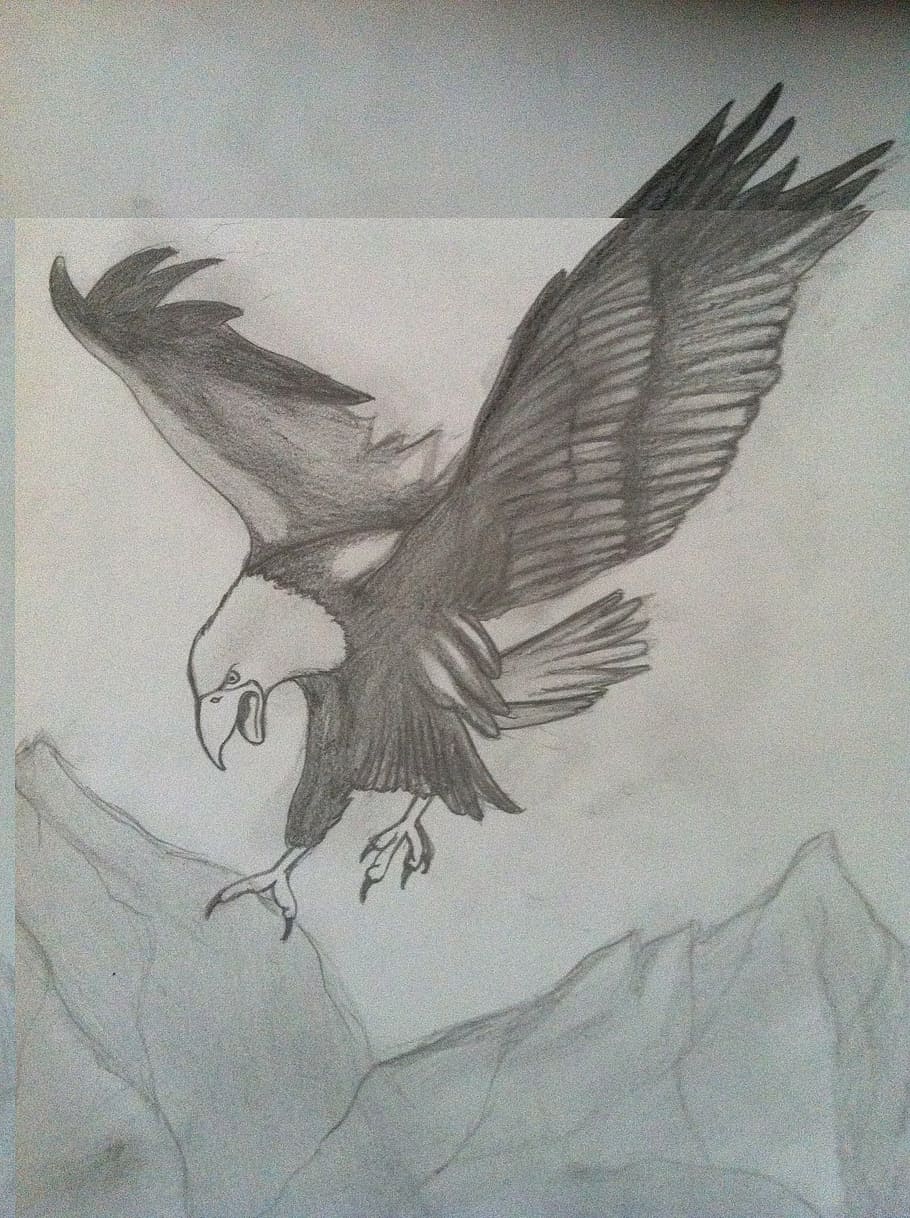 HD wallpaper: eagle, charcoal drawing, pencil drawing, bird of prey, animal  | Wallpaper Flare