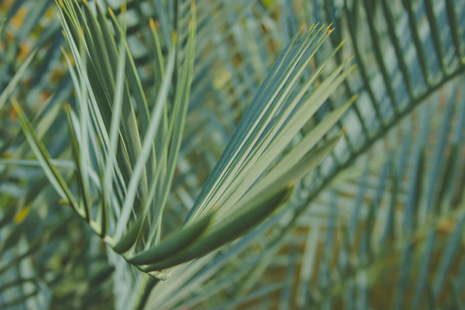 closeup photography of green leaf palm tree, green leafed plant HD wallpaper