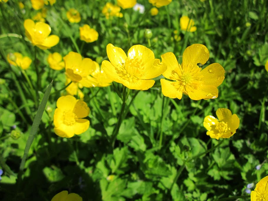 HD wallpaper: ranunculus acris, meadow buttercup, tall buttercup, giant ...