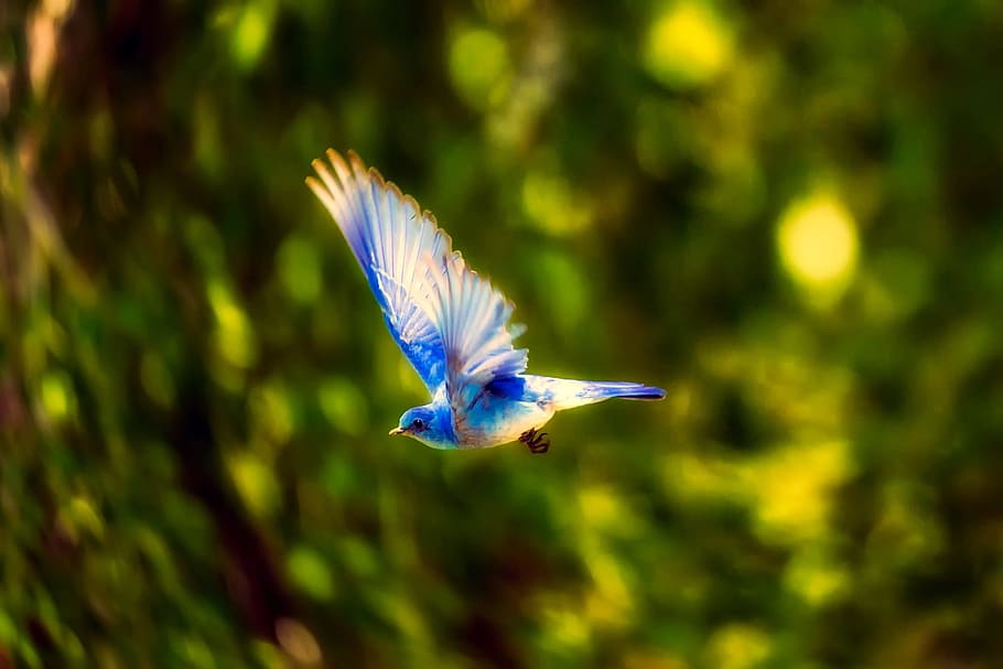 HD wallpaper: blue and white bird flying by the trees, blue bird ...