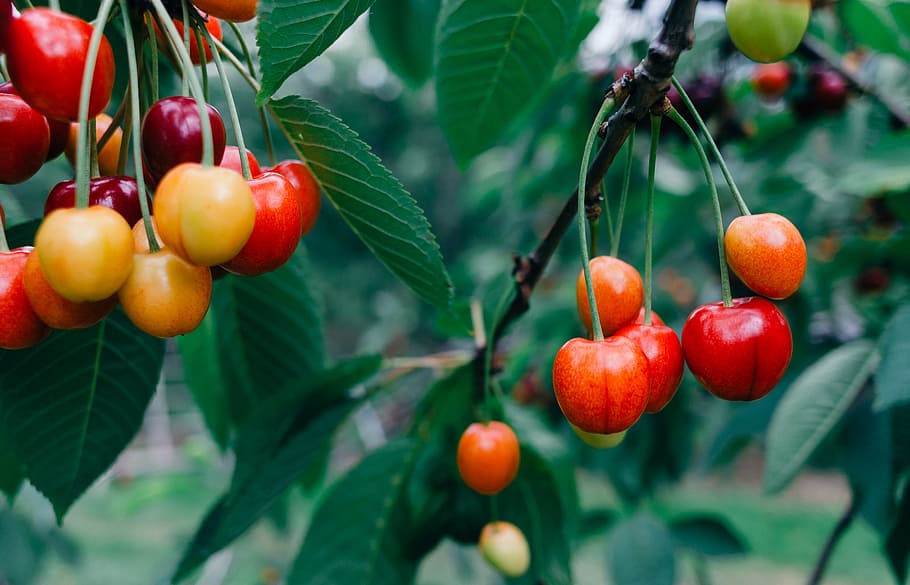 Cherries, food and Drink, nature, fruit, leaf, red, ripe, agriculture