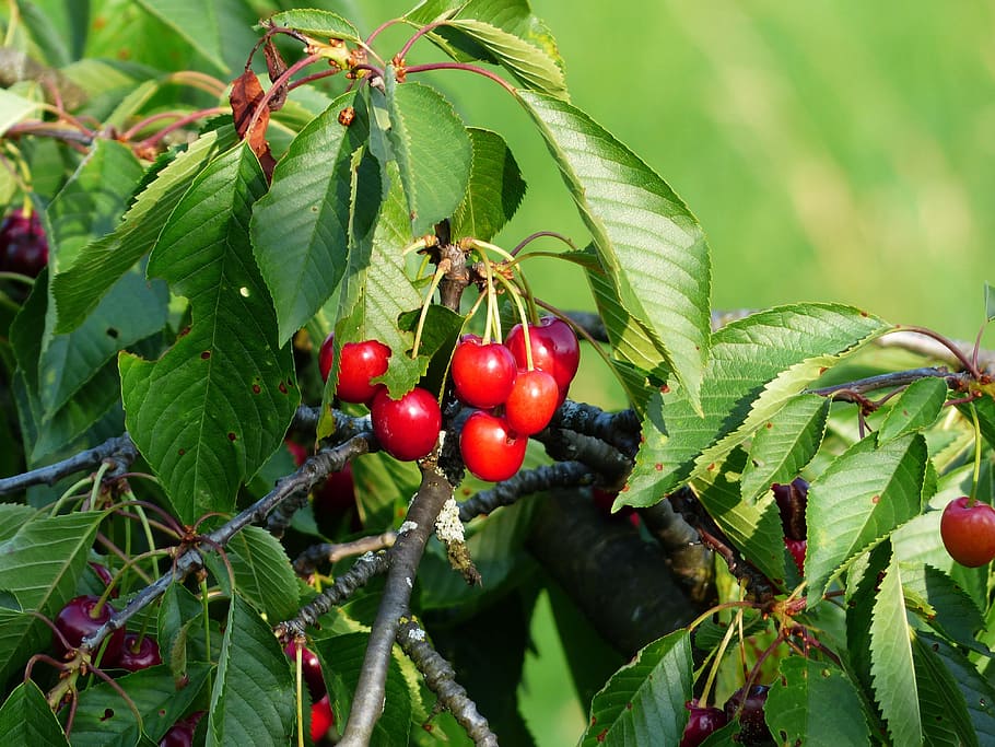 Sweet Cherry, Cherry, Red, Red, Fruit, healthy, leaves, branch HD wallpaper
