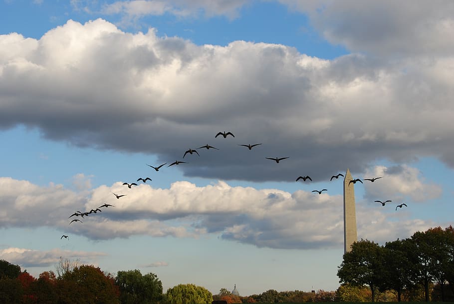 birds, training, flight, sky, cloud, obelisk, washington, america HD wallpaper