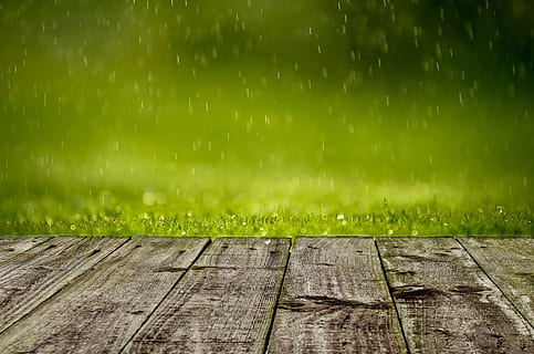 selective focus photo of brown planks near green grasses, spring HD wallpaper