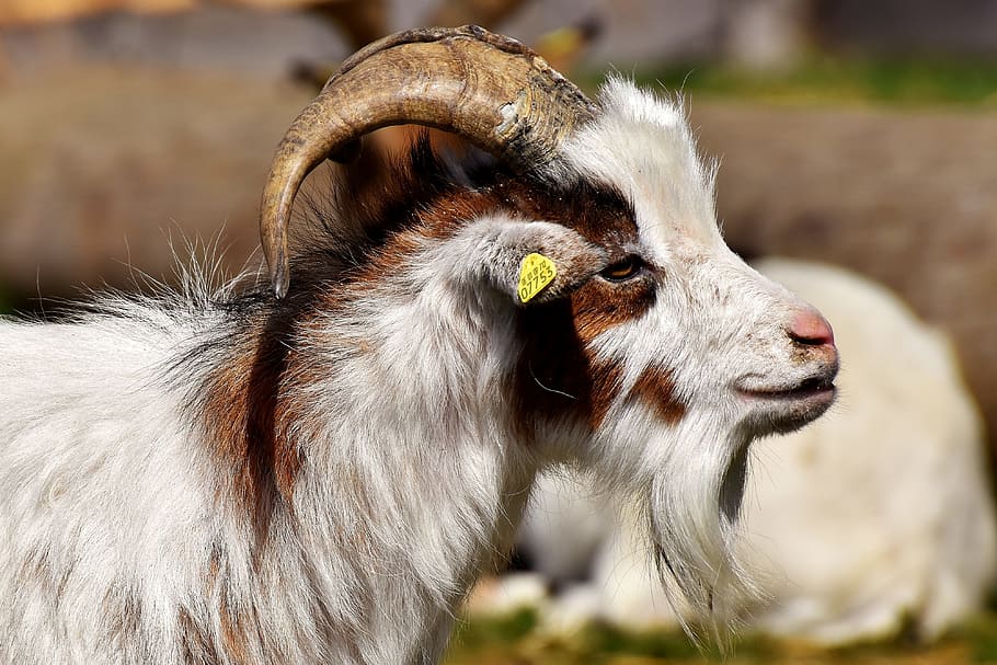 white and brown goat selective focus photography, billy goat, HD wallpaper