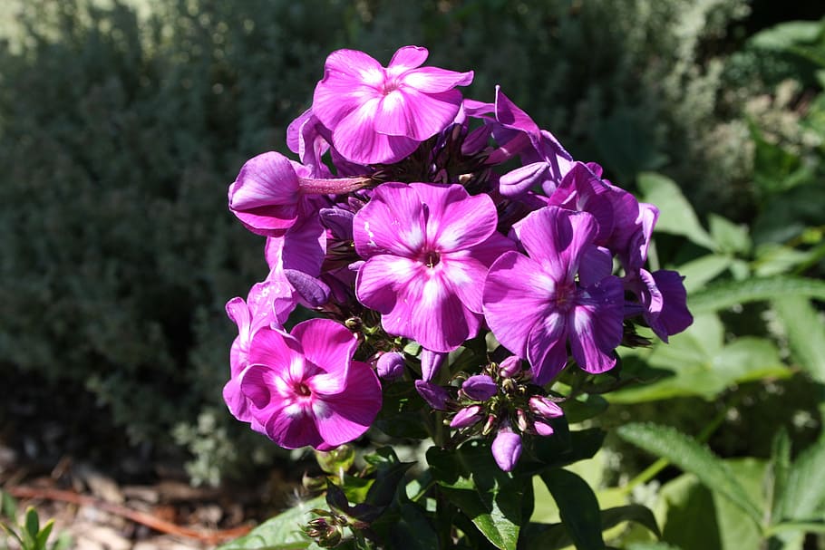flower, garden, violet, nature, plant, petal, summer, purple HD wallpaper