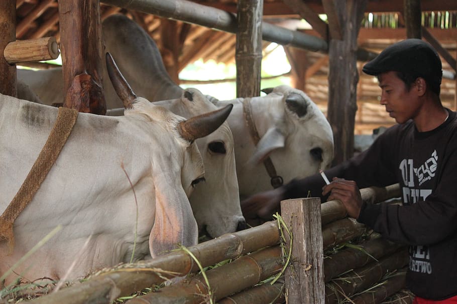 cattle, cattle farmers, cow java, indonesian cattle, indonesian people HD wallpaper