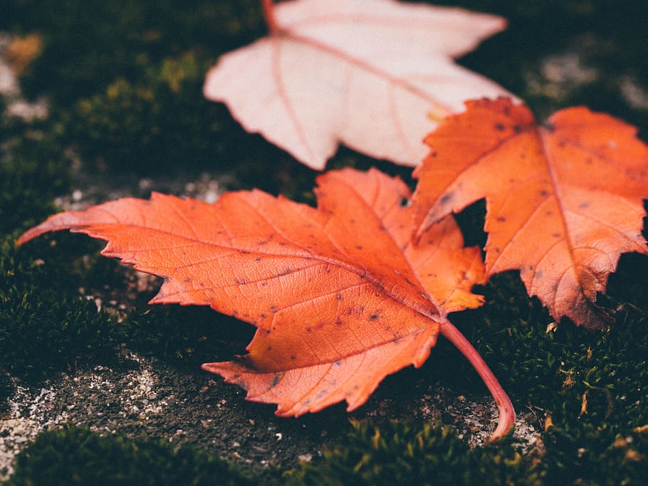 closeup photo of maple leaves, selective focus photo of dried leaves on ground, HD wallpaper