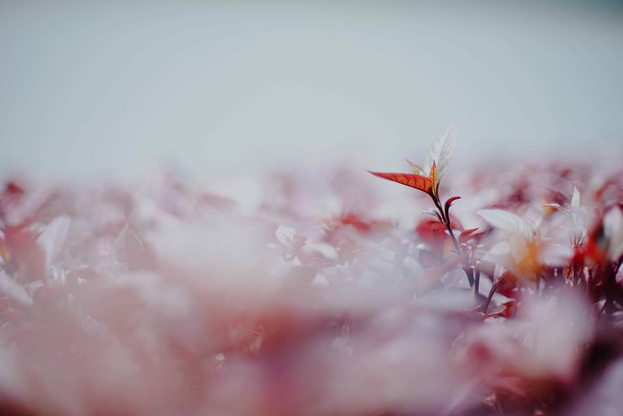 selective focus photography of brown leafed plants, shallow focus photography of pink flowers HD wallpaper