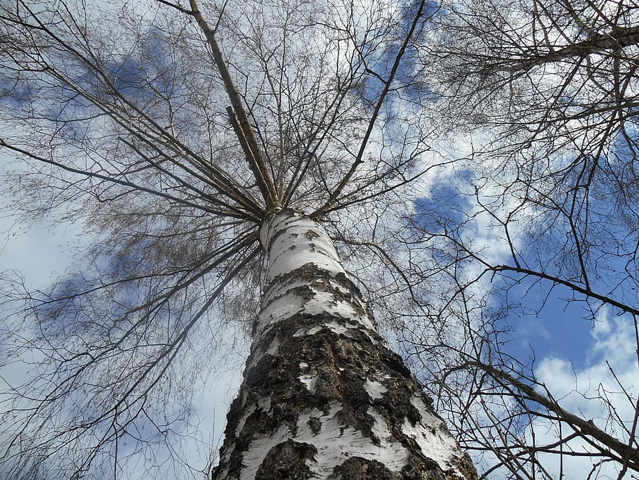Birch, Tree, White, Stem, sky, sky view, white stem, mood, mystical HD wallpaper