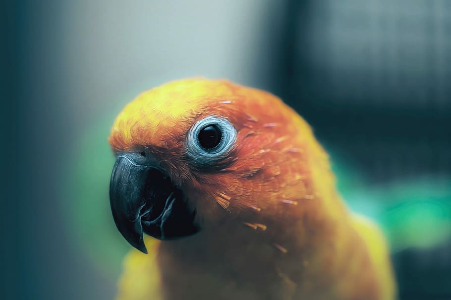 yellow and red bird, photo of yellow and orange bird, feathers HD wallpaper