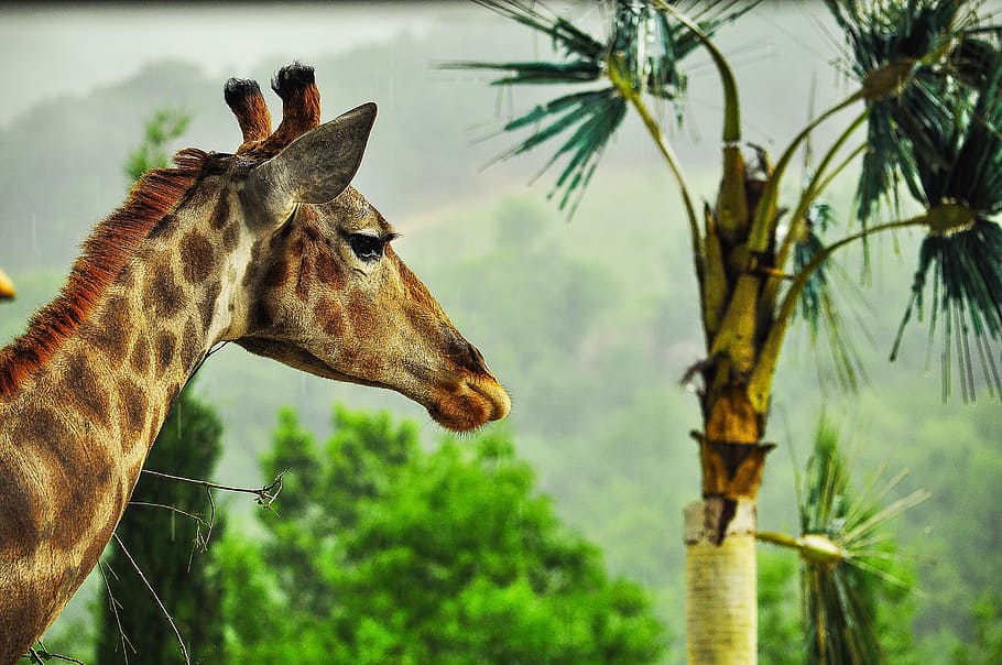 head zerafa, yalta, zoo, animal, animal wildlife, one animal HD wallpaper