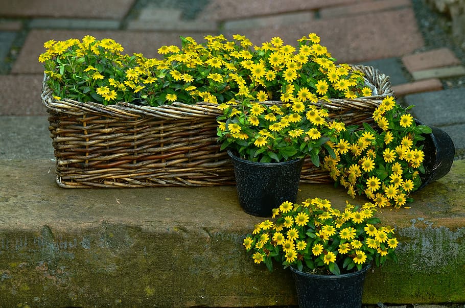 yellow potted daisy flowers, yellow flowers, hussar button, sanvitalia procumbens, HD wallpaper