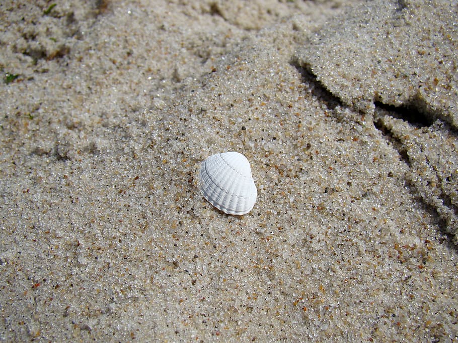 scallop, beach, sand, seashell, shells, sandy beach, summer HD wallpaper