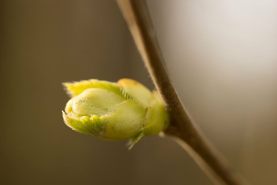 bud, branch, spring, green, yellow, brown, coloring, yellow flower HD wallpaper