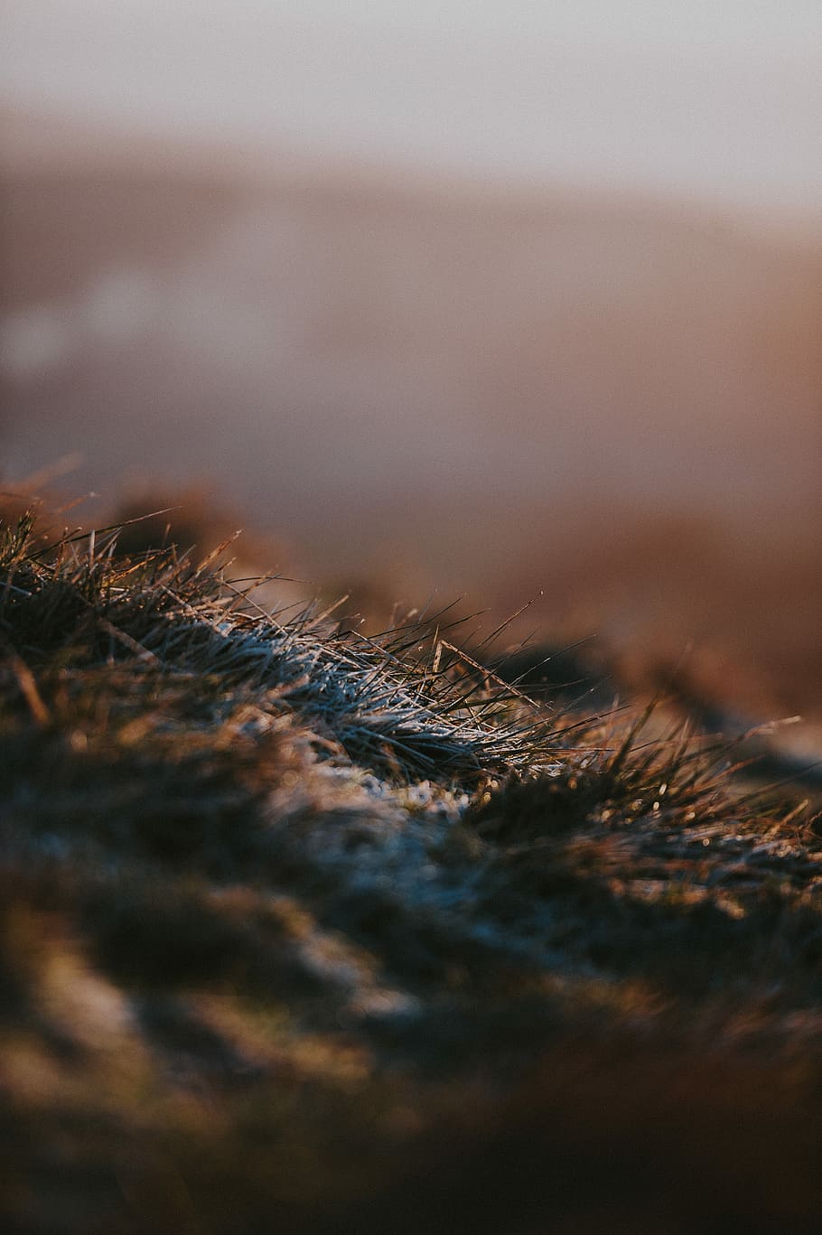 Frosty grass in the morning light, untitled, field, snow, ice HD wallpaper