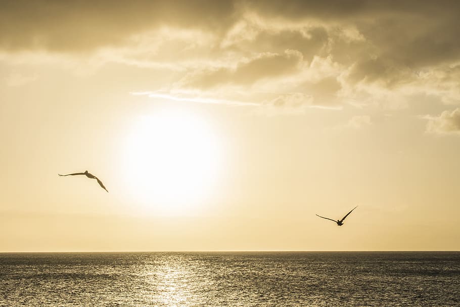 sunset, water, sky, sea, dawn, animal, animal themes, bird HD wallpaper