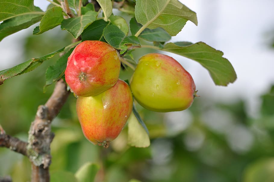 apples, fruit, food, red, produce, fresh, agriculture, ripe HD wallpaper