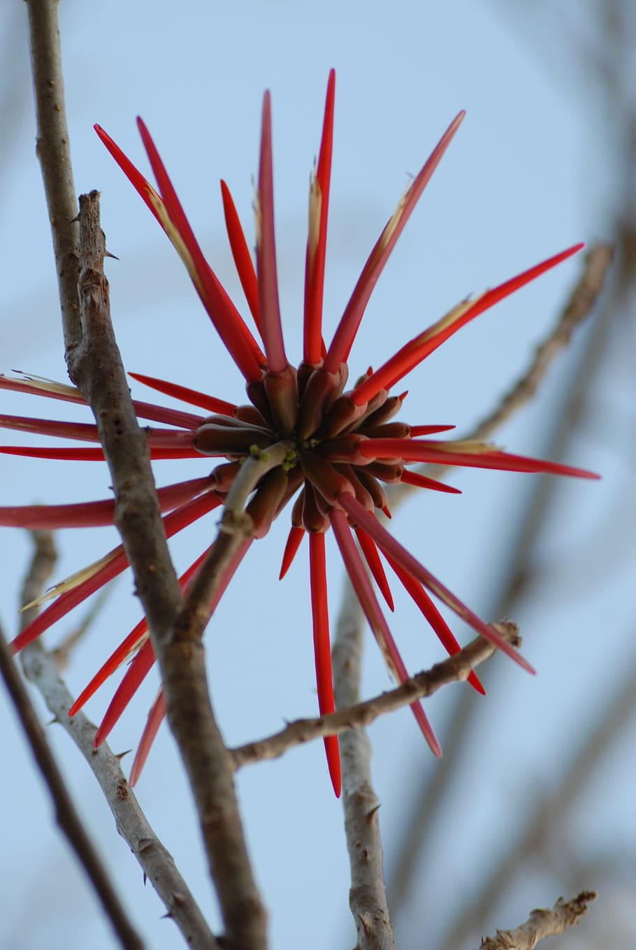 wild, flora, plants, red, no people, flower, close-up, flowering plant HD wallpaper
