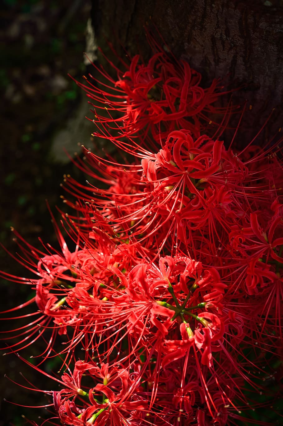 Higanbana ideas red spider lily radiata flowers HD phone wallpaper   Pxfuel