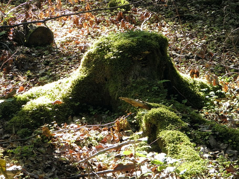 tree support, forest, green, moss, leaves, plant, growth, nature HD wallpaper