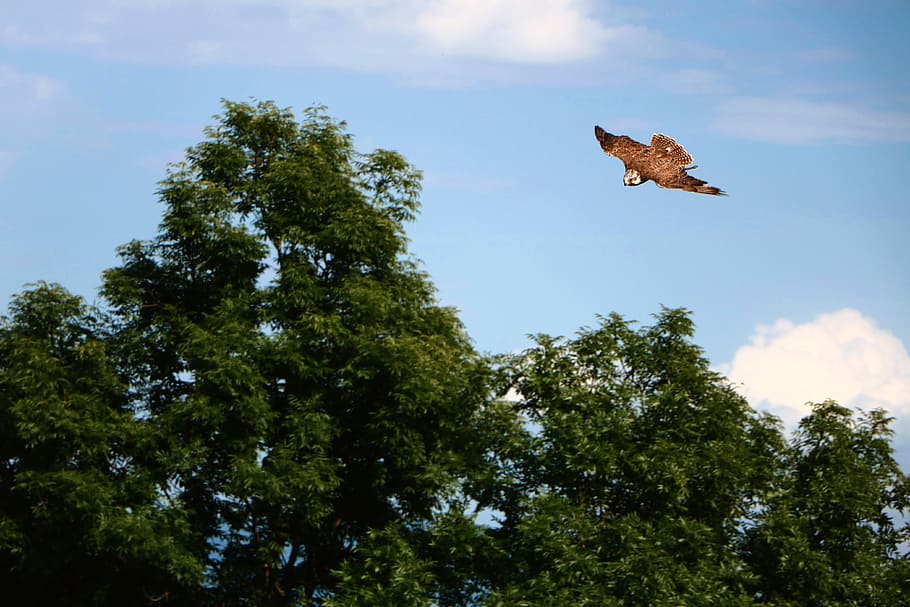 tree, bird, sky, wild, dive, plant, animals in the wild, animal wildlife HD wallpaper