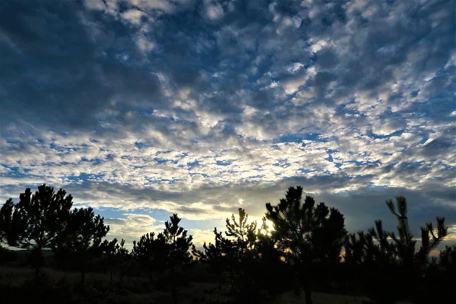 sunset, sky, nature, cloud - sky, tree, plant, beauty in nature HD wallpaper